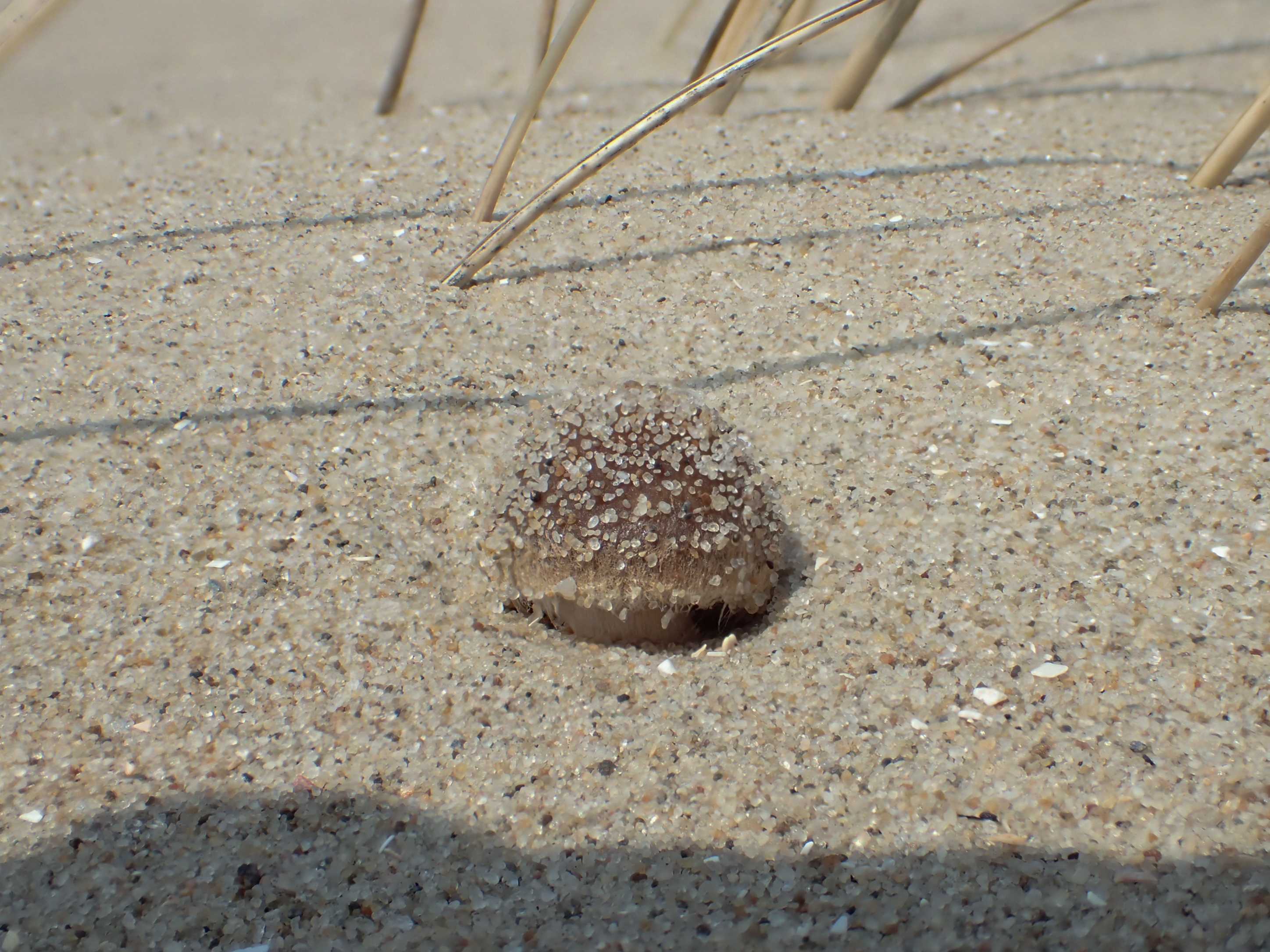 Psathyrella ammophila (door Leo Jalink)