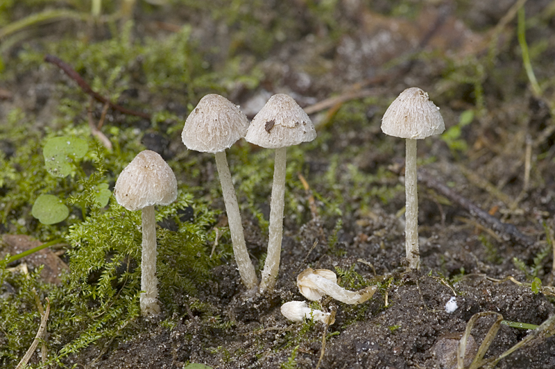 Psathyrella canoceps (door Nico Dam)