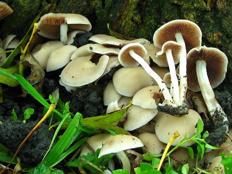 Psathyrella cernua (door Martijn Oud)