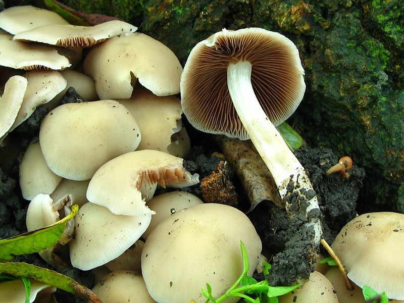 Psathyrella cernua (door Martijn Oud)