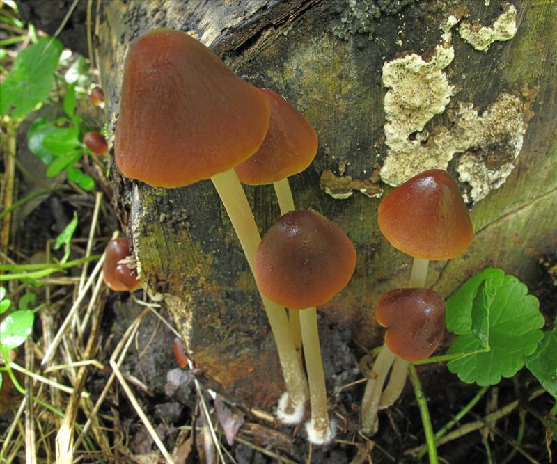 Psathyrella conopilus (door Eduard Osieck)