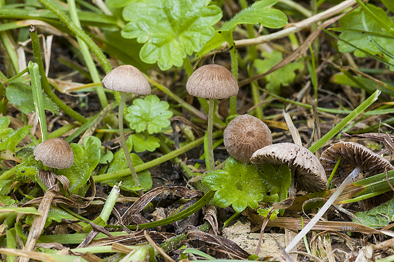 Psathyrella effibulata (door Nico Dam)