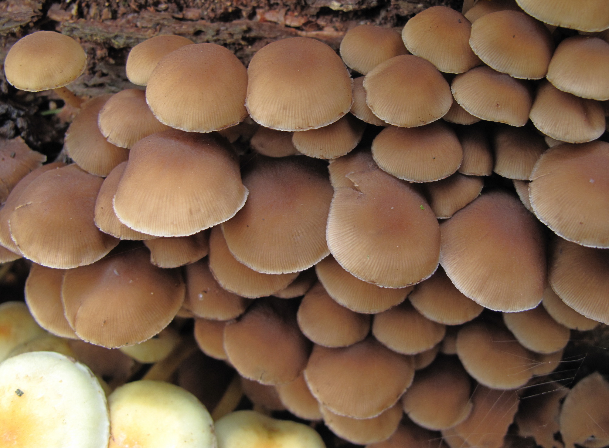 Psathyrella laevissima (door Eduard Osieck)