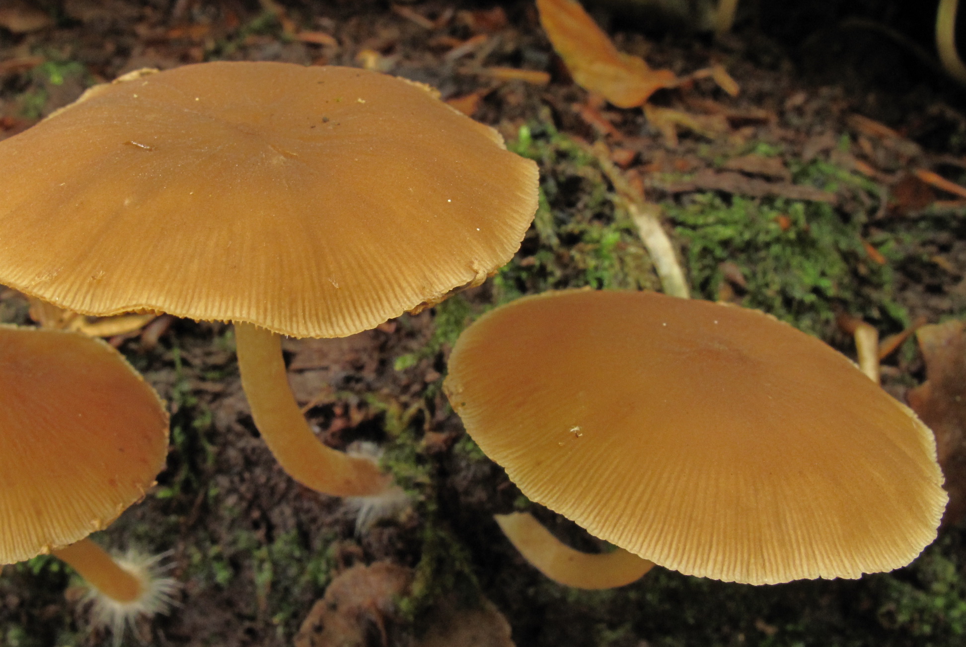 Psathyrella laevissima (door Eduard Osieck)