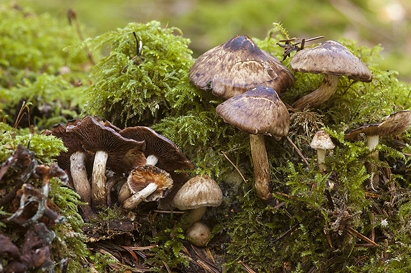 Psathyrella maculata (door Nico Dam)