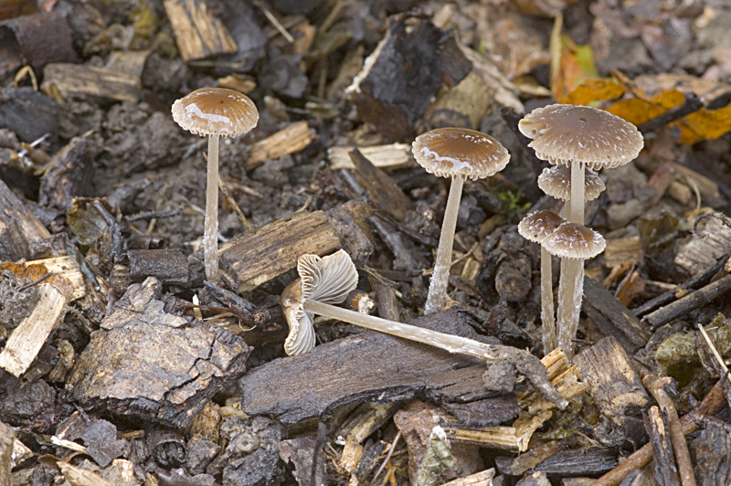 Psathyrella microrhiza (door Nico Dam)