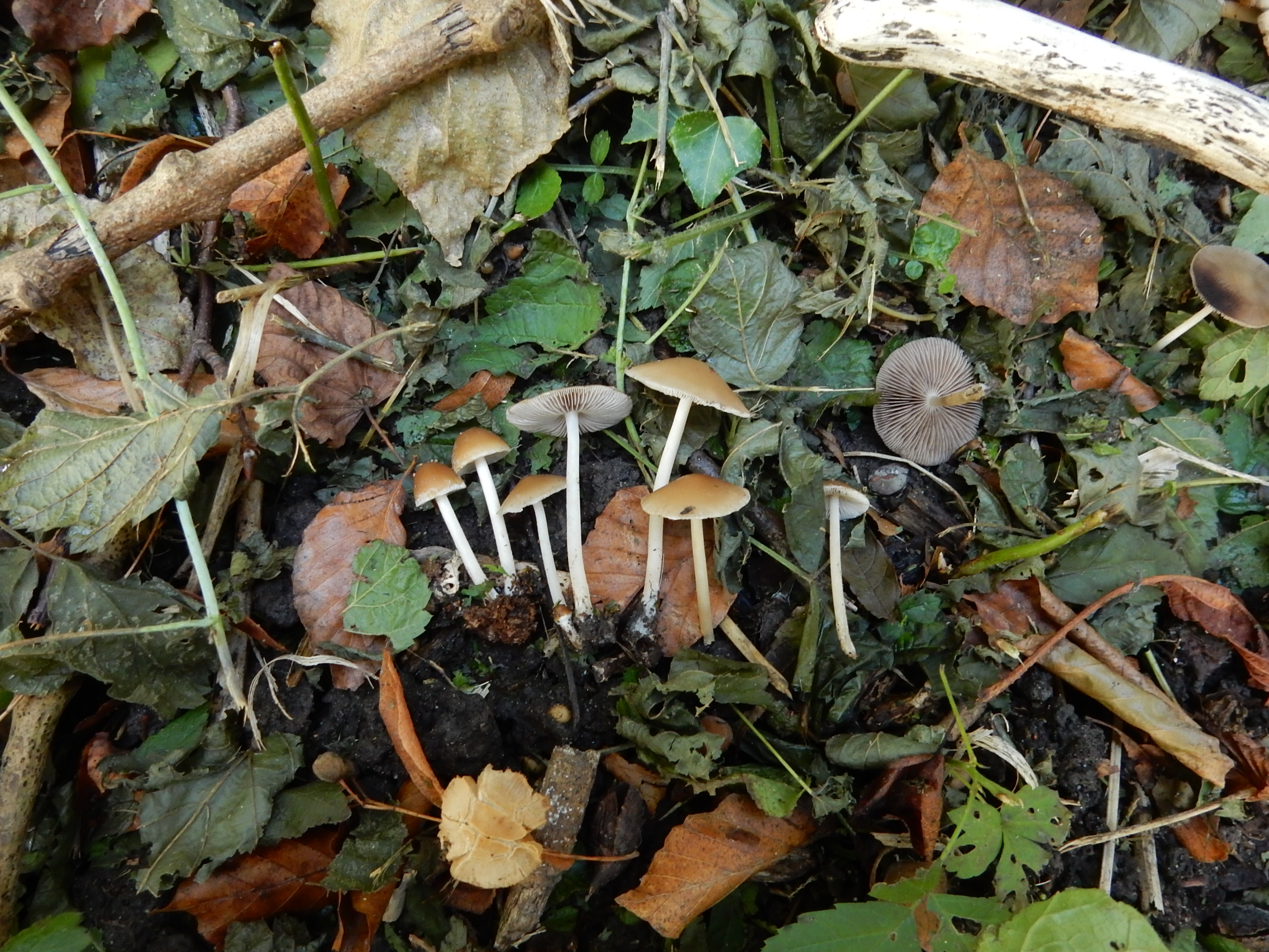 Psathyrella supernula (door Emma van den Dool)