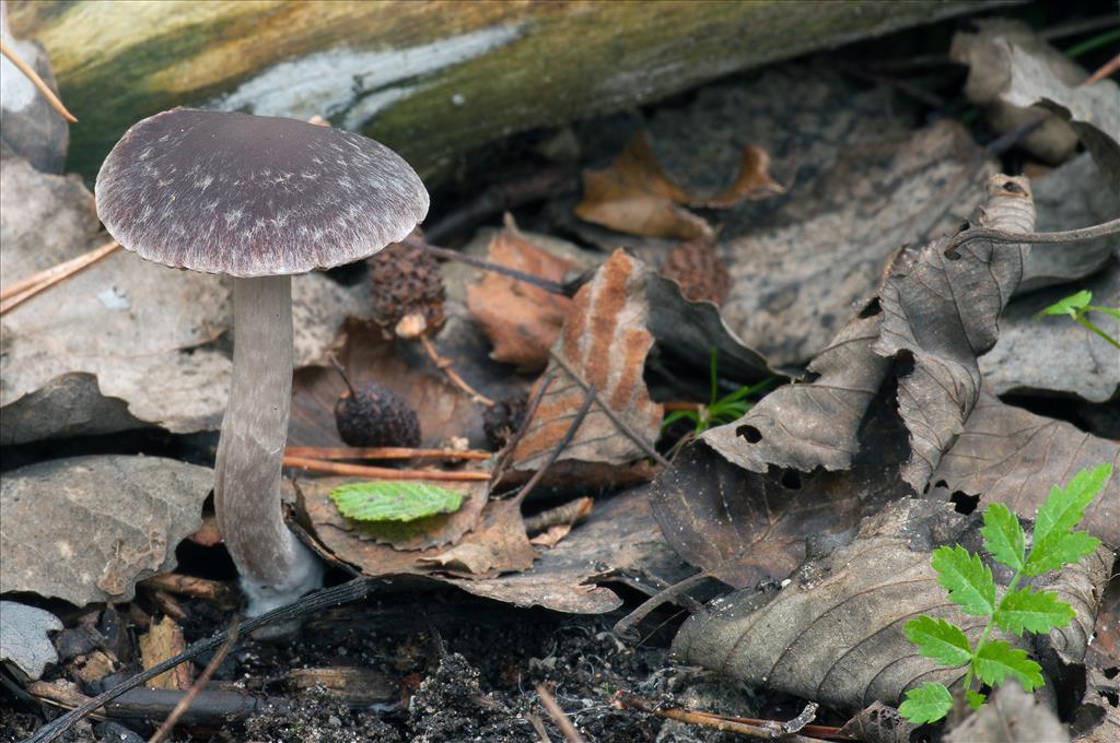 Psathyrella olympiana (door John den Daas)