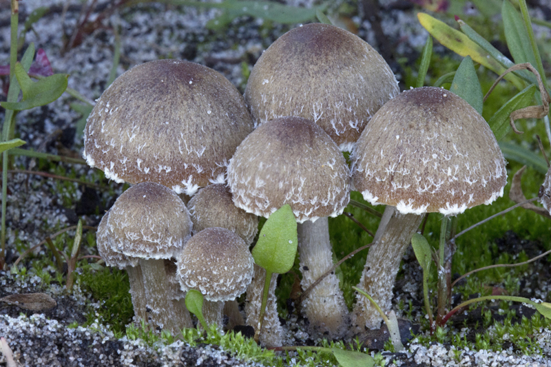 Psathyrella pennata (door Menno Boomsluiter)