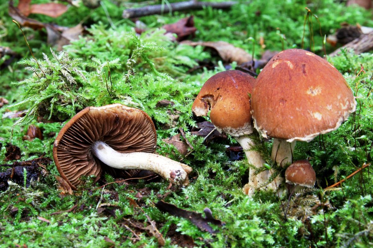 Psathyrella pertinax (door Eef Arnolds)