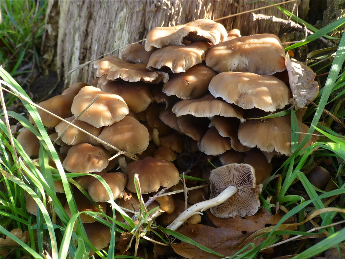 Psathyrella piluliformis (door Aldert Gutter)