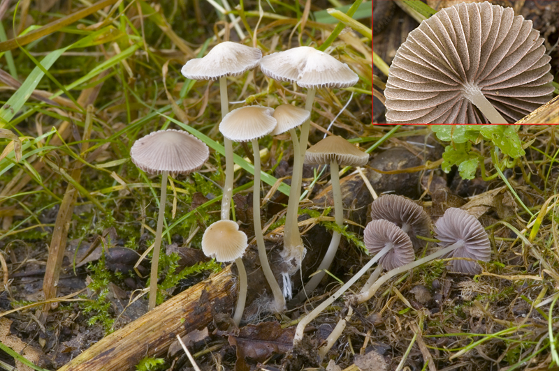 Psathyrella pseudogracilis (door Nico Dam)