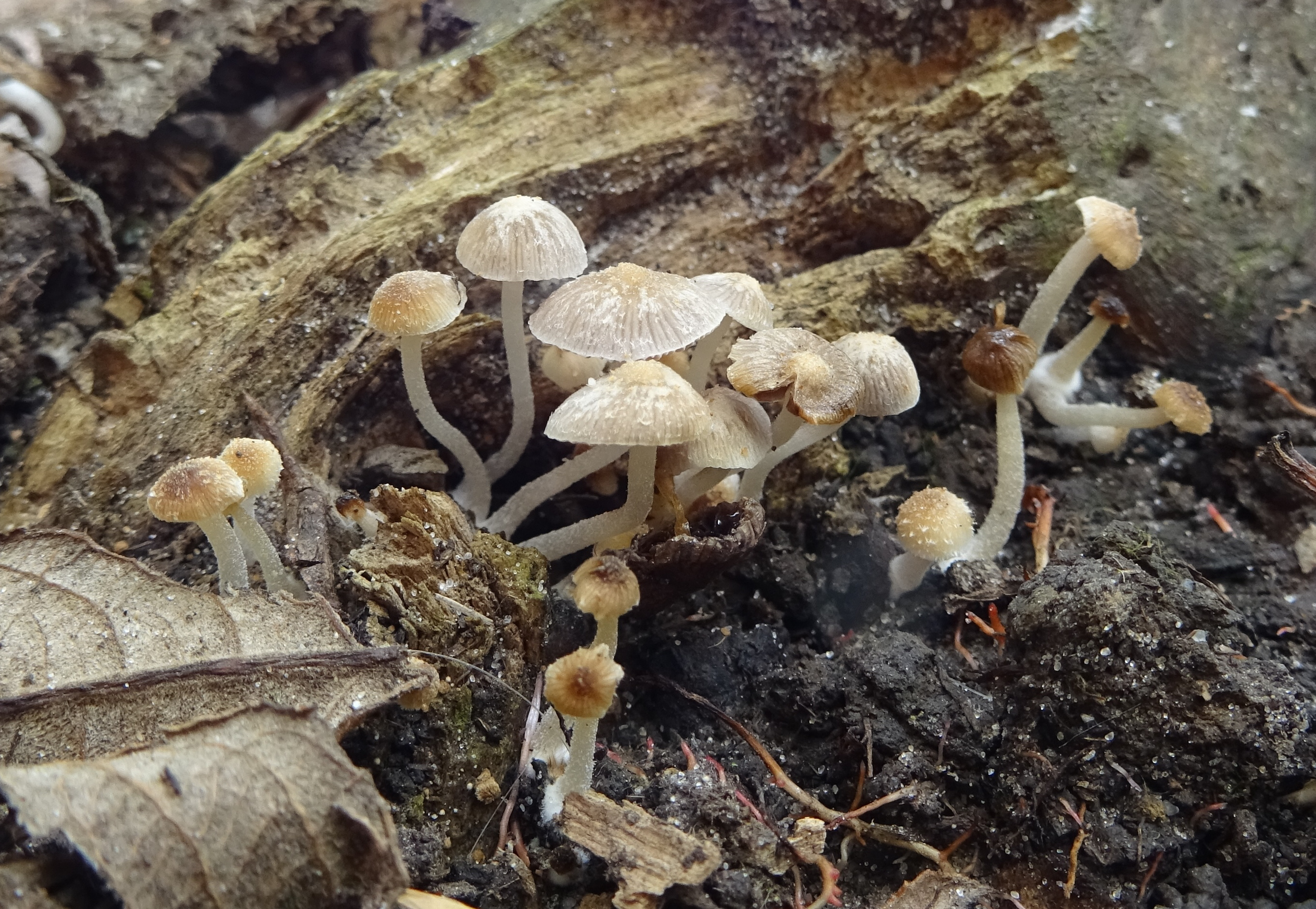 Psathyrella pygmaea (door Roeland Enzlin)