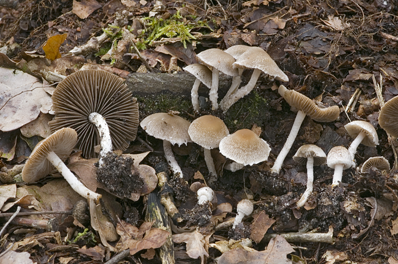 Psathyrella fibrillosa (door Nico Dam)