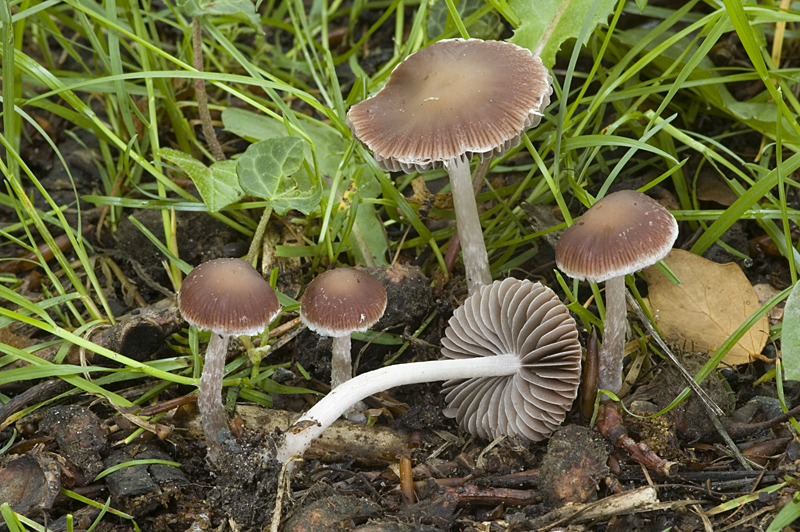 Psathyrella bipellis (door Nico Dam)