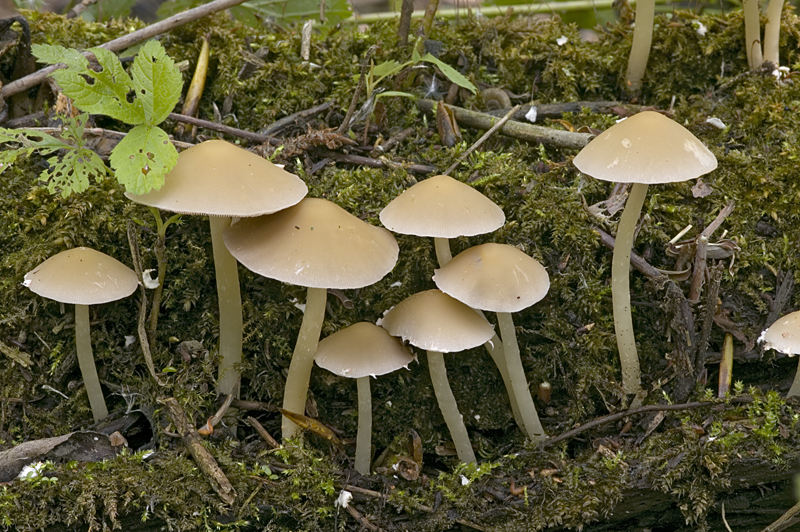 Psathyrella candolleana (door Nico Dam)