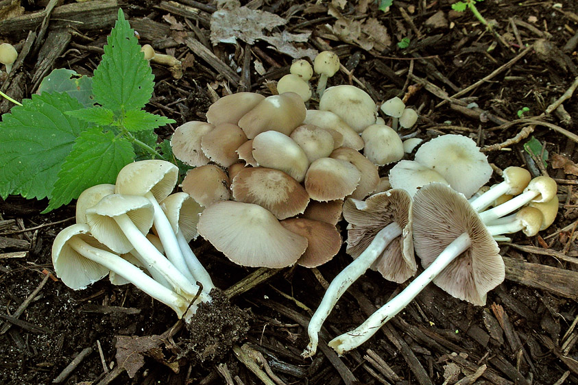 Psathyrella candolleana (door Henk Huijser)