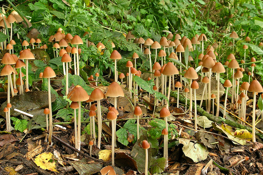 Psathyrella conopilus (door Henk Huijser)