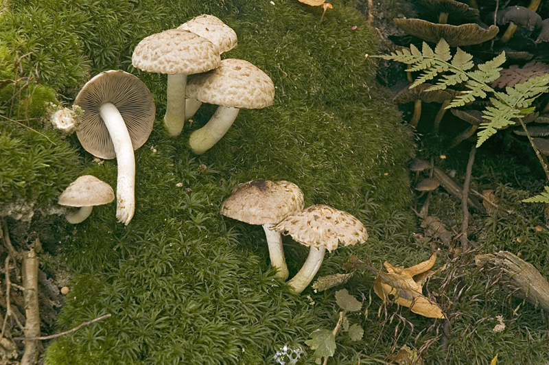 Psathyrella cotonea (door Nico Dam)