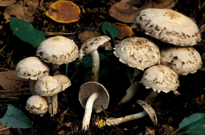 Psathyrella cotonea (door Rob Chrispijn)