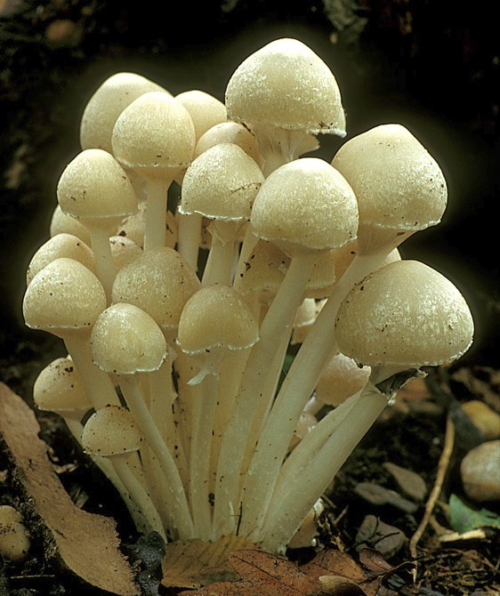 Psathyrella leucotephra (door Henk Huijser)