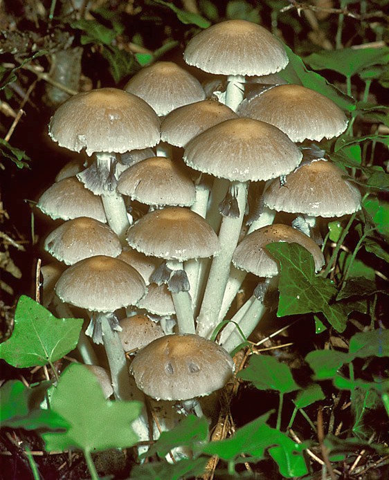 Psathyrella leucotephra (door Henk Huijser)