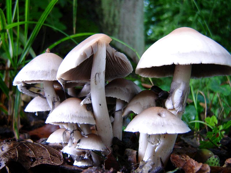 Psathyrella leucotephra (door Gert Immerzeel)