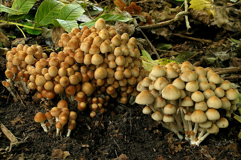 Psathyrella multipedata (door Henk Huijser)