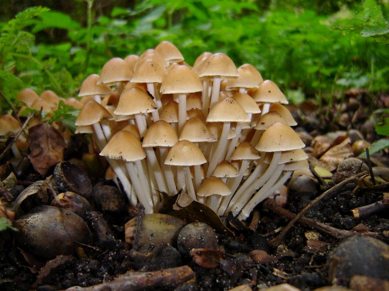 Psathyrella multipedata (door Gert Immerzeel)