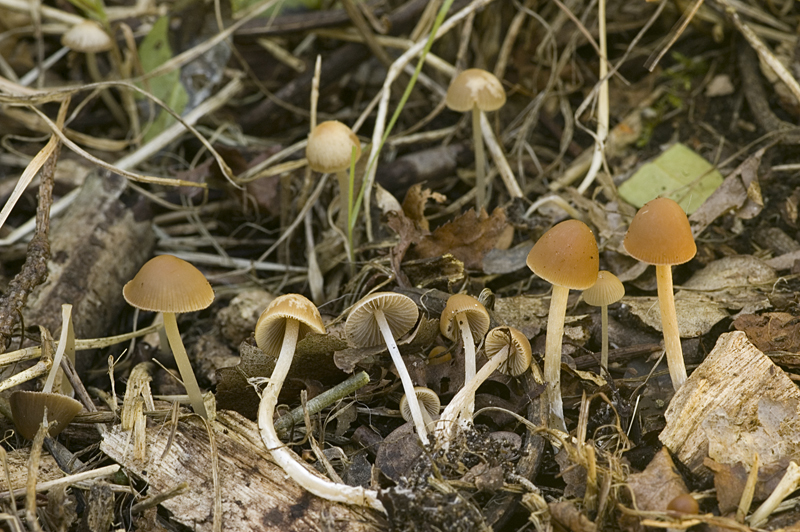 Psathyrella supernula (door Nico Dam)