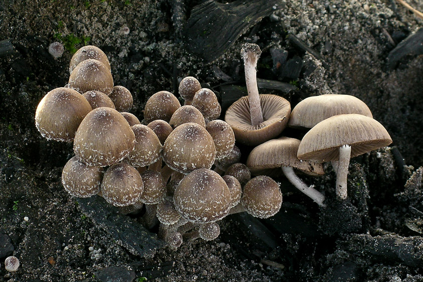 Psathyrella pennata (door Henk Huijser)