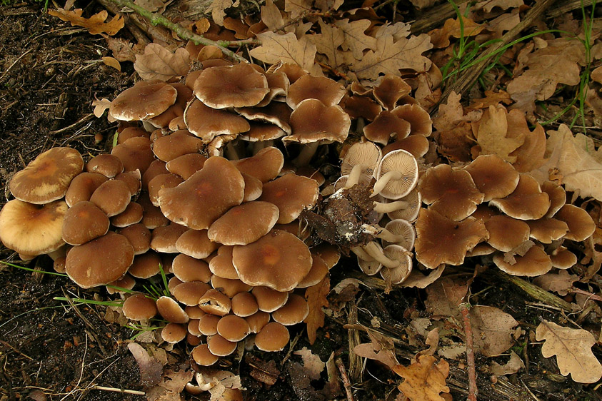 Psathyrella piluliformis (door Henk Huijser)