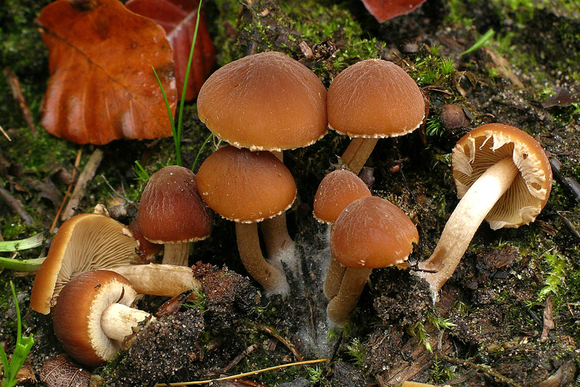 Psathyrella piluliformis (door Henk Huijser)