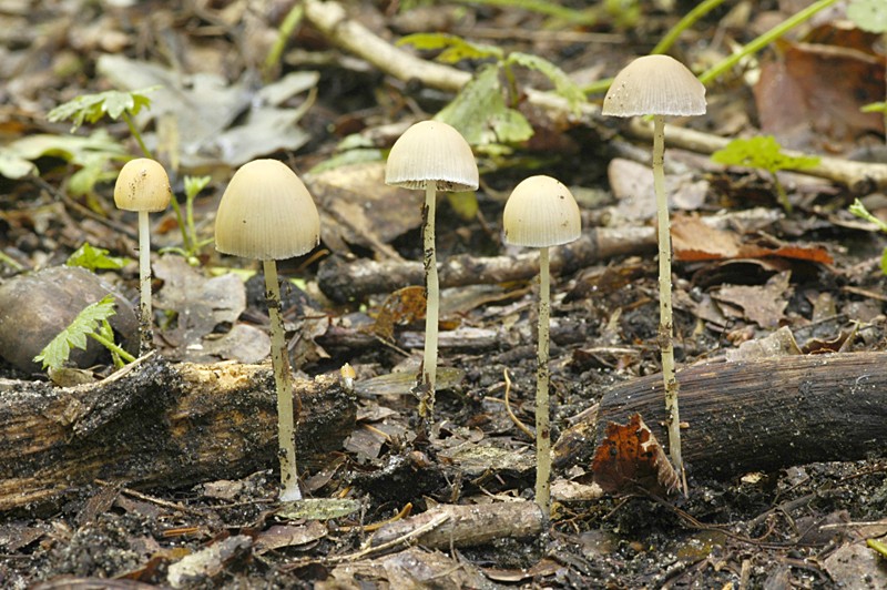 Psathyrella pseudogracilis (door Nico Dam)