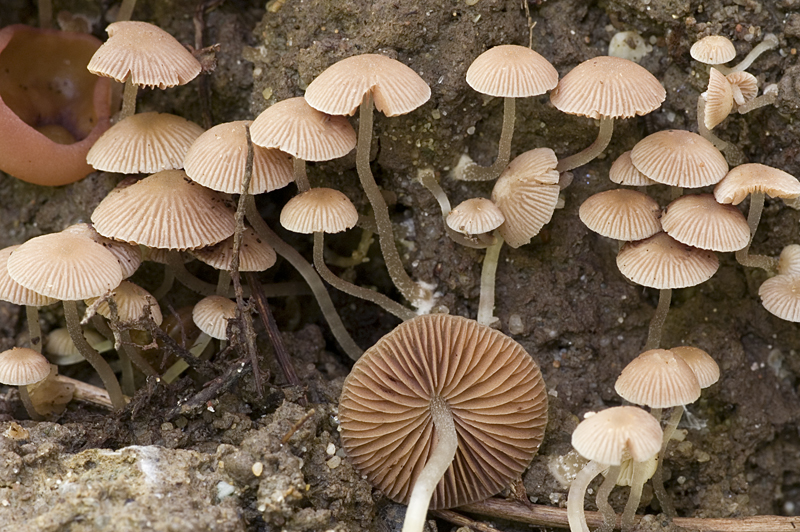 Psathyrella pygmaea (door Nico Dam)