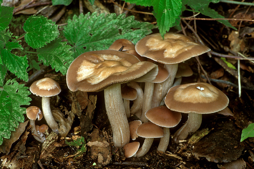 Psathyrella spadicea (door Henk Huijser)