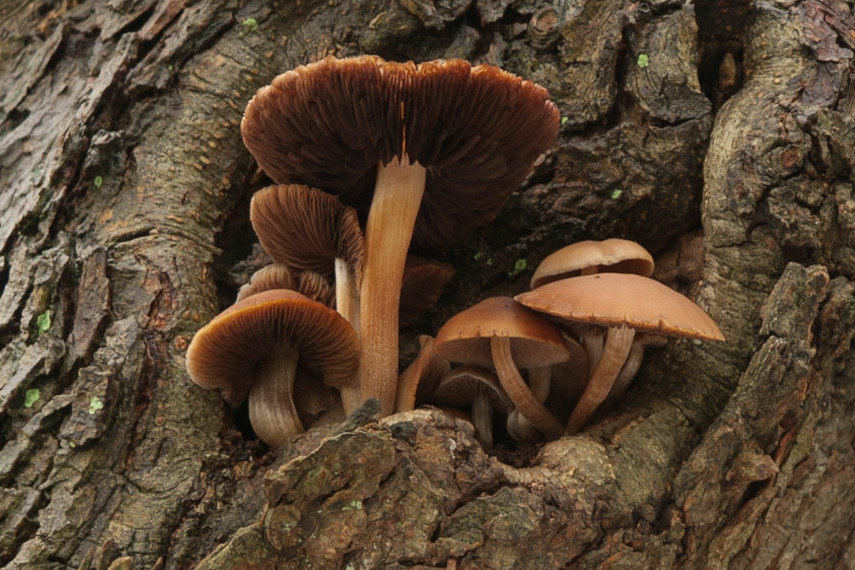 Psathyrella spadicea (door Aldert Gutter)