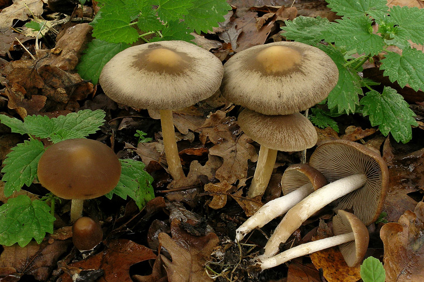 Psathyrella spadiceogrisea f. spadiceogrisea (door Henk Huijser)