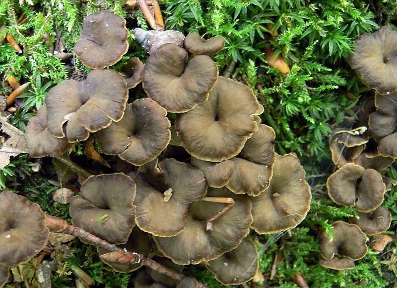 Pseudocraterellus undulatus (door Henri Jansen)