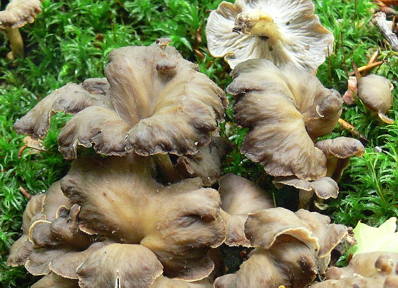 Pseudocraterellus undulatus (door Henri Jansen)