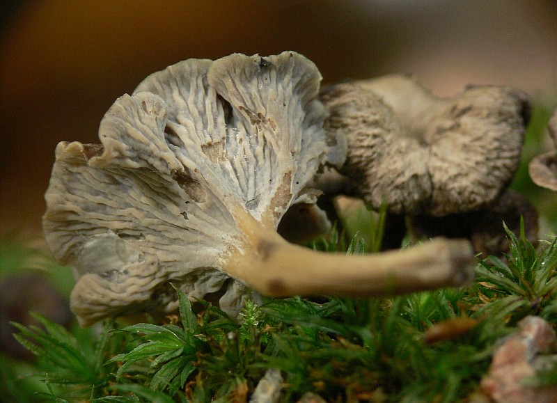 Pseudocraterellus undulatus (door Henri Jansen)