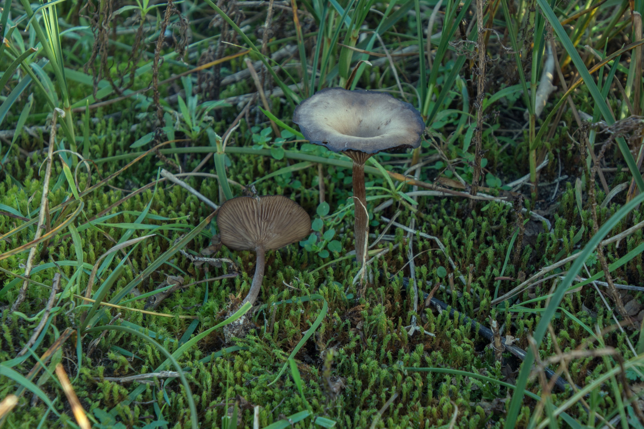 Pseudoclitocybe expallens (door Cora van der Plaats (det LJ))