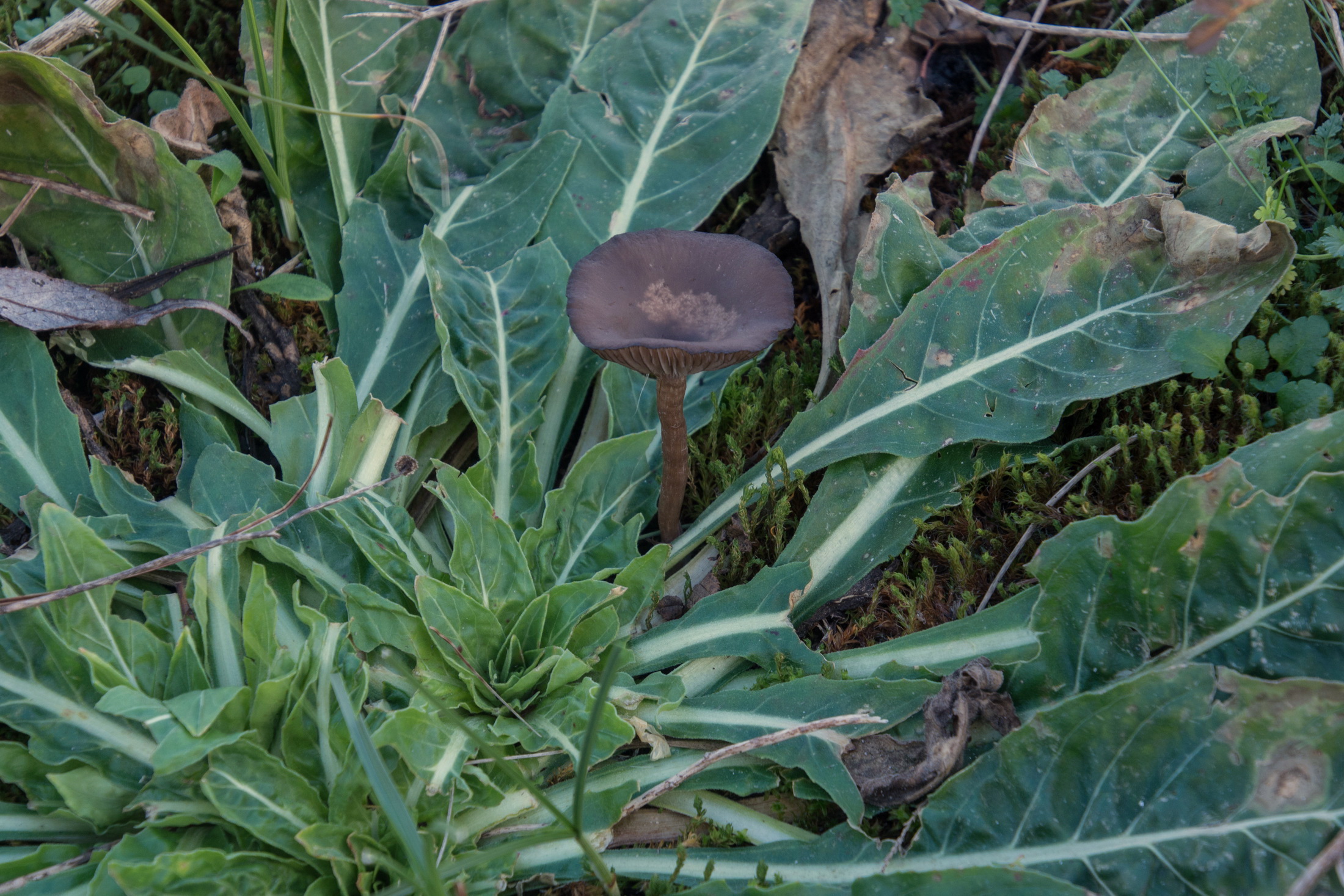 Pseudoclitocybe expallens (door Cora van der Plaats (det LJ))