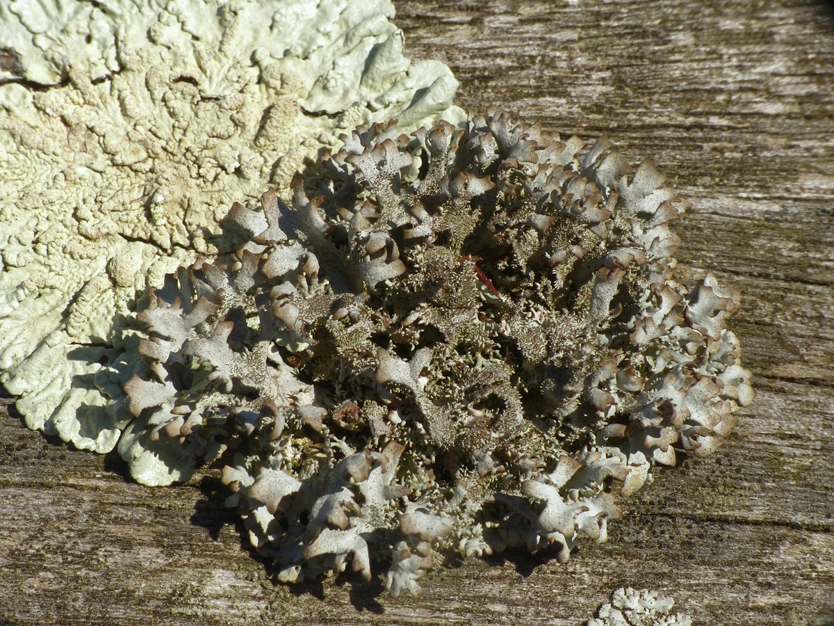 Pseudevernia furfuracea (door Henk-Jan van der Kolk)