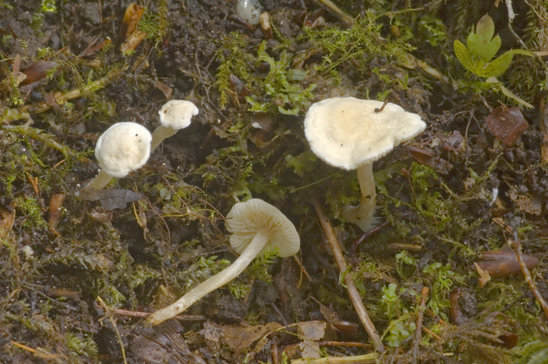 Pseudobaeospora albidula (door Nico Dam)