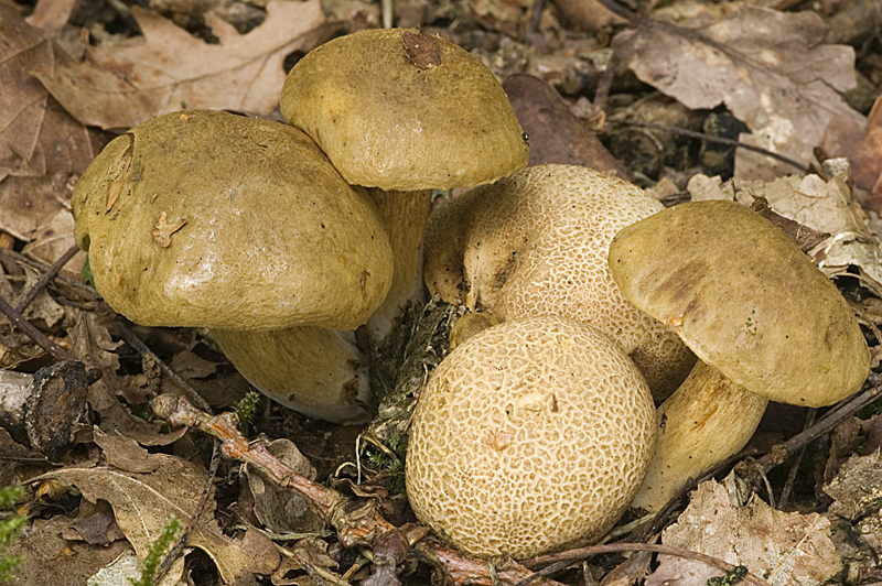 Pseudoboletus parasiticus (door Nico Dam)