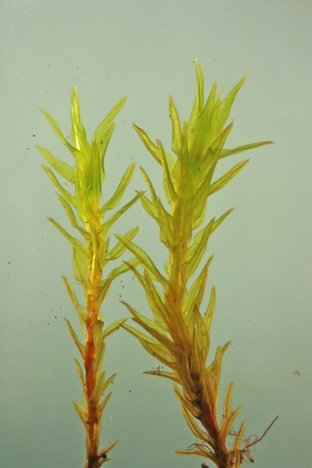 Pseudocrossidium hornschuchianum (door Jan Kersten)