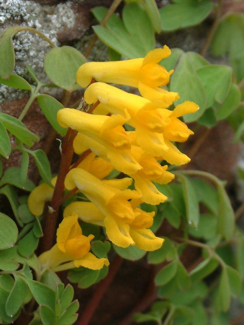 Pseudofumaria lutea (door Adrie van Heerden)