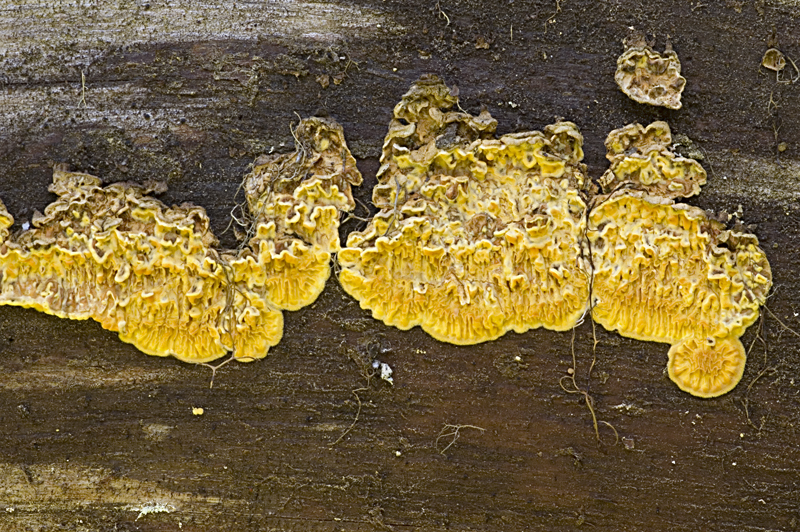 Pseudomerulius aureus (door Nico Dam)