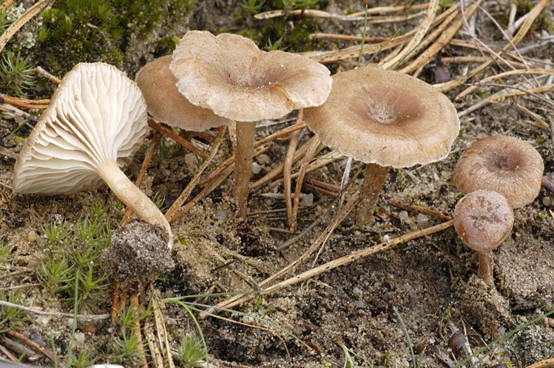 Pseudoomphalina pachyphylla (door Nico Dam)